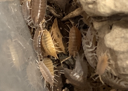 Porcellionides pruinosus 'Orange & Grey' - packs of 10 (CB by BugzUK)