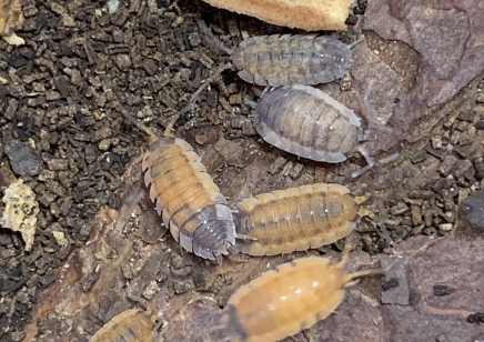Porcellio scaber 'Lava' (CB by BugzUK) *special offer*