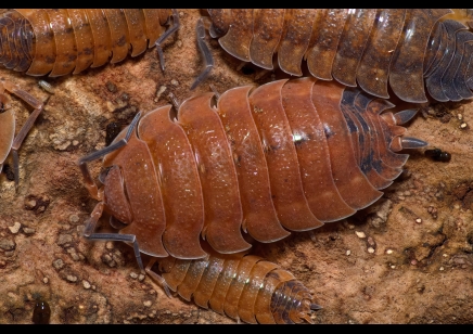 Porcellio scaber 'Lava' (CB by BugzUK) *special offer*