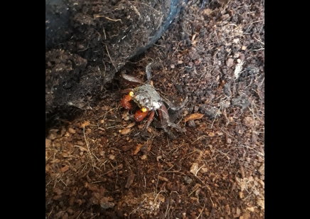 Geosesarma nigripes - Rainbow Vampire Crab (blue leg) 1 left male
