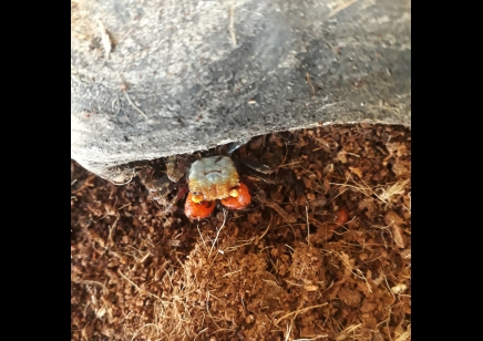 Geosesarma nigripes - Rainbow Vampire Crab (blue leg) 12 left