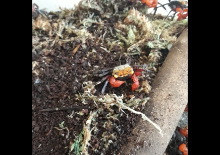 Geosesarma nigripes - Rainbow Vampire Crab (blue leg) 7 left