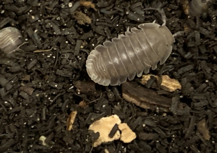 Cubaris sp 'Penguin' - Penguin Isopods (CB by BugzUK) *special offer*