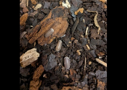 Cubaris sp 'Penguin' - Penguin Isopods (CB by BugzUK) *special offer*