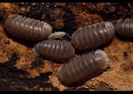 Cubaris sp 'Penguin' - Penguin Isopods (CB by BugzUK) *special offer*