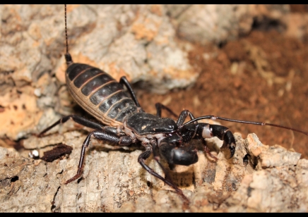 Mastigoproctus giganteus