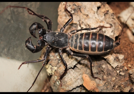 Mastigoproctus giganteus