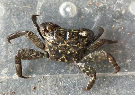Geosesarma Sp