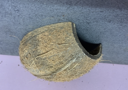 horizontal coconut hide