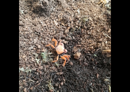 Geosesarma tiomanicum - Disco Vampire crab 12 left