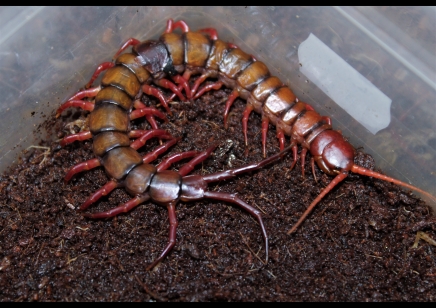 Scolopendra dehaani Sumatran orange