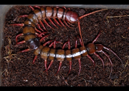 Scolopendra dehaani Sumatran orange