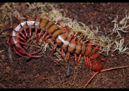 Scolopendra subspinipes Sumatran flame