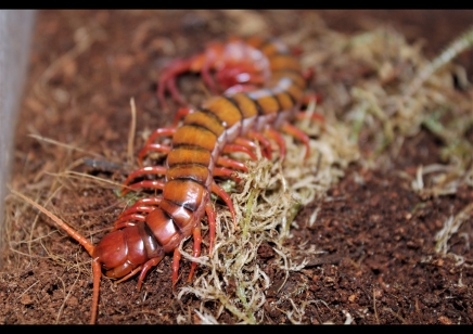 Scolopendra subspinipes Sumatran flame