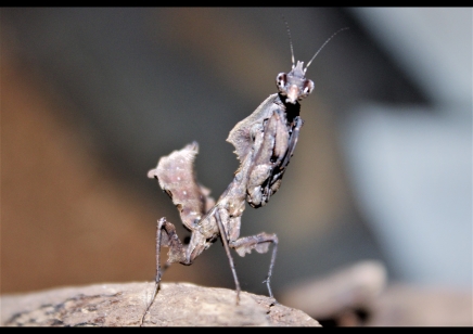 Parablepharis kuhlii - Vietnamese Ghost Mantis CB