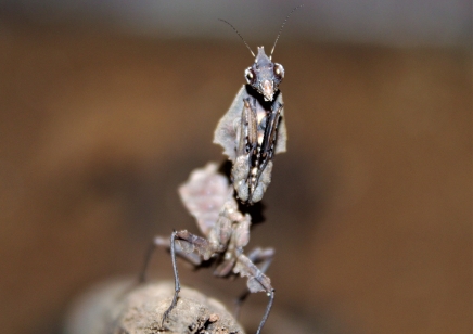 Parablepharis kuhlii - Vietnamese Ghost Mantis CB