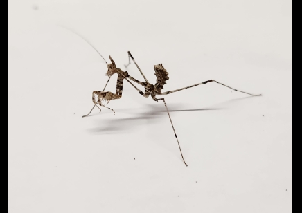 Sibylla pretiosa - Cryptic Mantis CB by BugzUK
