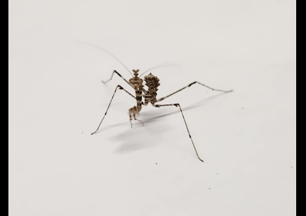 Sibylla pretiosa - Cryptic Mantis CB by BugzUK