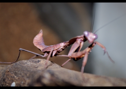 Praying Mantis tamolanica tamolana