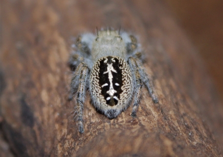 Phiddipus texanus (Captive bred)