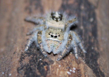 Phiddipus texanus (Captive bred)