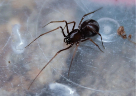 True Spiders Scytodes fusca