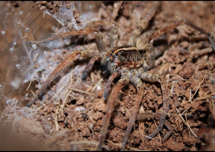 Tigrosa georgicola (Captive bred)... x3 left all females