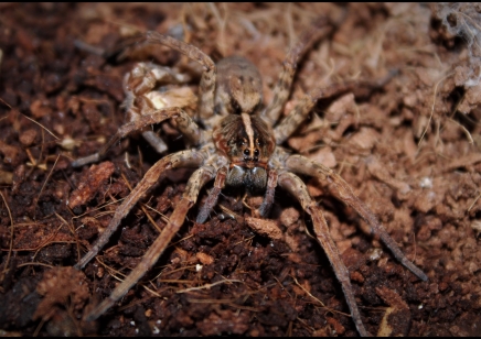 Tigrosa georgicola (Captive bred)... x3 left all females