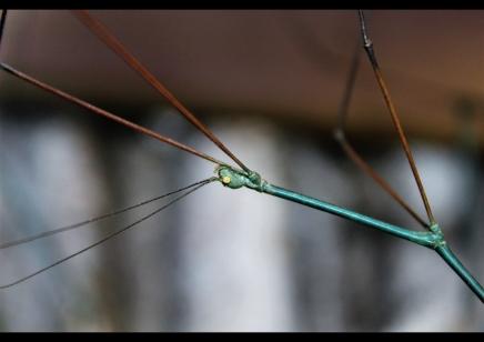 Ramulus nematodes.....adult blue males only