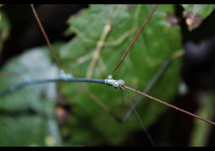 Ramulus nematodes.....adult blue males only