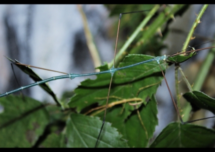 Ramulus nematodes.....adult blue males only