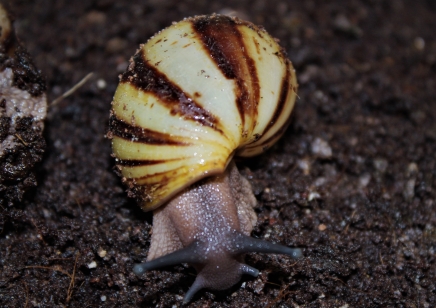 Archachatina Marginata icteria yellow shell