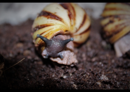 Archachatina Marginata icteria yellow shell