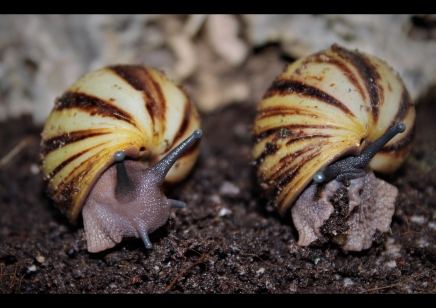 Archachatina Marginata icteria yellow shell