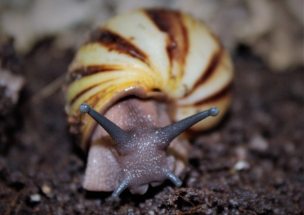 Archachatina Marginata icteria yellow shell