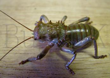 Acanthoplus Discoidalis