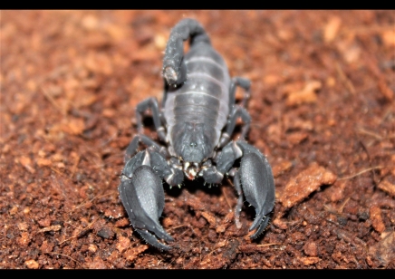 Chaerilus Sp Java