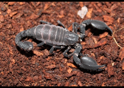 Chaerilus Sp Java