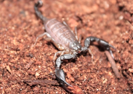 Euscorpius Sp Croatia