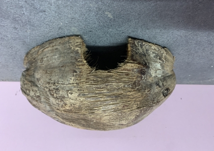 Large lateral coconut husk hide