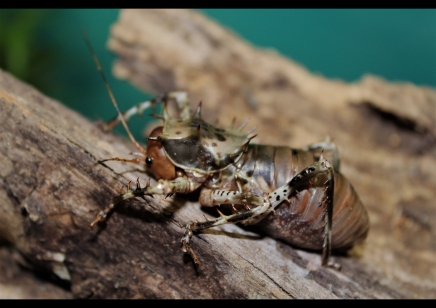 Cosmoderus femoralis - Thorny Crickets