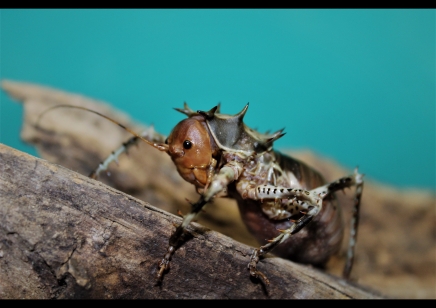 Cosmoderus femoralis - Thorny Crickets