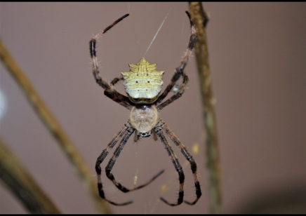Argiope sp Nigeria