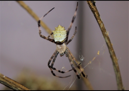 Argiope sp Nigeria