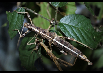 Sungaya inexpectata - Sunny stick insect