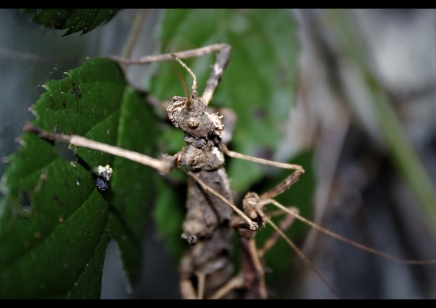 Sungaya inexpectata - Sunny stick insect (CB by BugzUK)