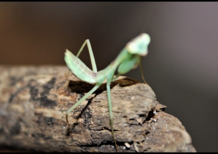 Rhombodera stalli - Giant Shield Mantis CB