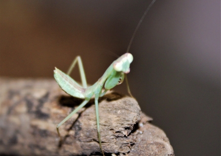 Rhombodera stalli - Giant Shield Mantis CB