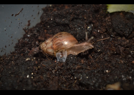 Lissachatina fulica (C/B by BugzUK)