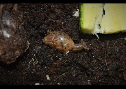 Lissachatina fulica (C/B by BugzUK)